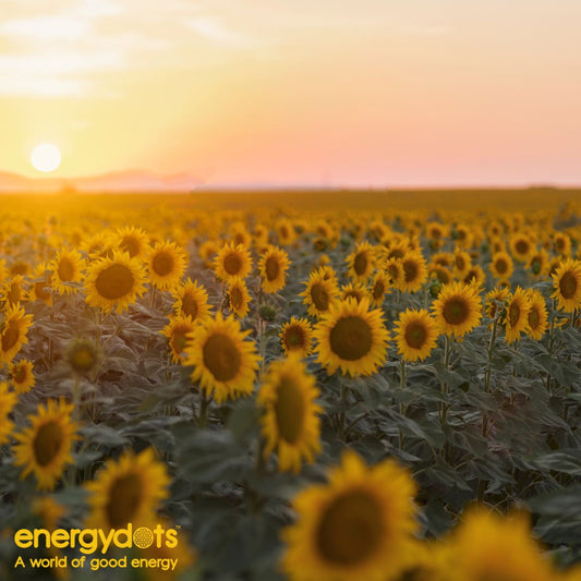 Why Nature Heals and Screens Drain