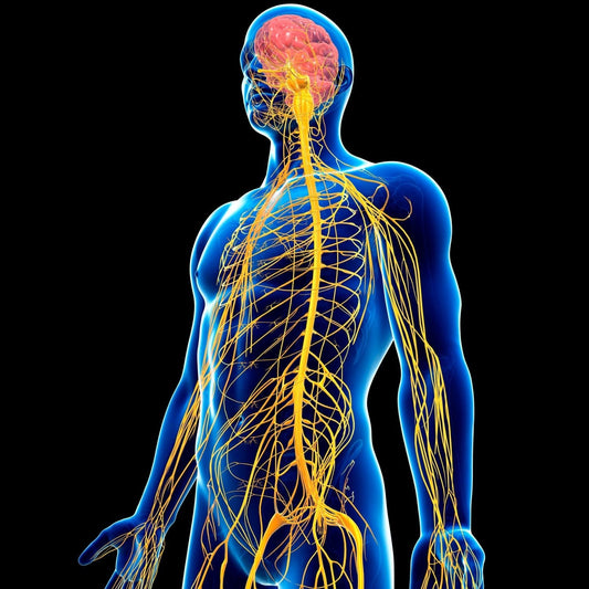 Your Nervous System: Wired for Calm, Hijacked by Screens